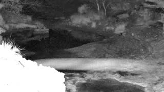 Still 1 from this detection