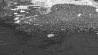 Still 1 from this detection
