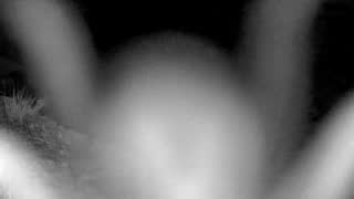 Still 2 from this detection