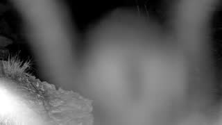 Still 1 from this detection