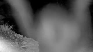 Still 2 from this detection