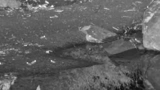 Still 2 from this detection