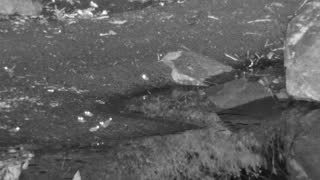 Still 1 from this detection