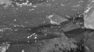 Still 1 from this detection