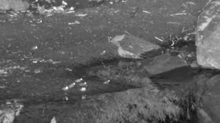 Still 2 from this detection