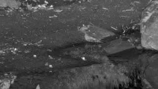 Still 2 from this detection