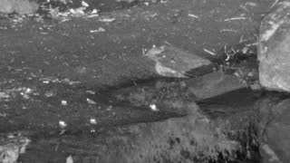 Still 1 from this detection