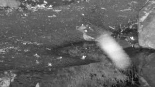 Still 2 from this detection