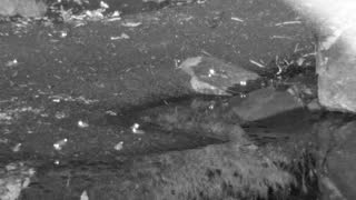 Still 2 from this detection