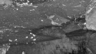 Still 1 from this detection
