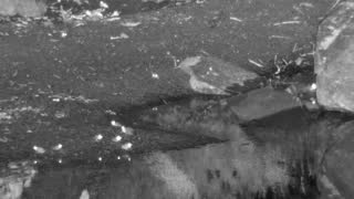 Still 1 from this detection