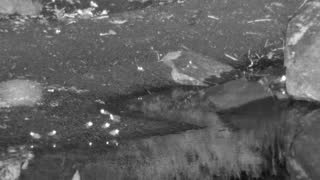 Still 2 from this detection
