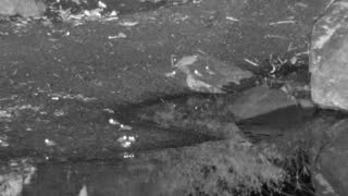 Still 2 from this detection