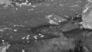 Still 1 from this detection