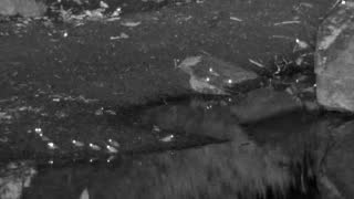 Still 2 from this detection