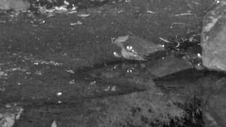Still 1 from this detection