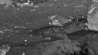 Still 2 from this detection