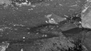 Still 3 from this detection