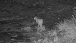 Still 2 from this detection