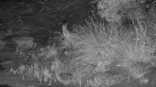 Still 1 from this detection