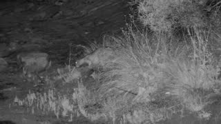 Still 1 from this detection