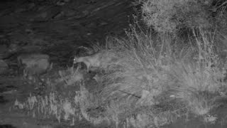 Still 3 from this detection