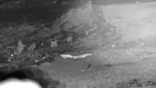 Still 1 from this detection