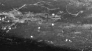 Still 3 from this detection