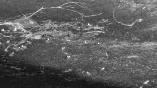 Still 1 from this detection