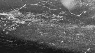 Still 2 from this detection