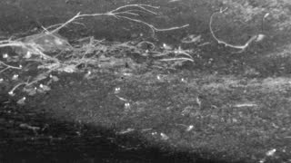 Still 3 from this detection