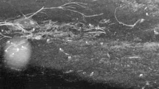 Still 2 from this detection
