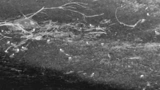 Still 3 from this detection