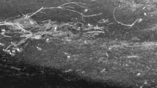 Still 1 from this detection