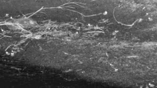 Still 1 from this detection