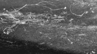 Still 2 from this detection