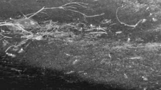 Still 1 from this detection