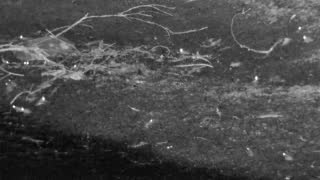 Still 2 from this detection