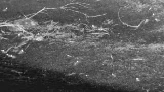 Still 1 from this detection