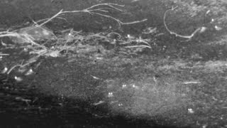 Still 1 from this detection