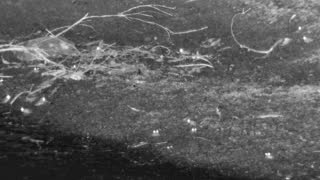 Still 3 from this detection