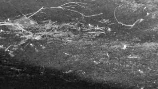 Still 1 from this detection