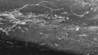 Still 1 from this detection
