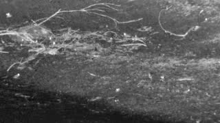 Still 1 from this detection