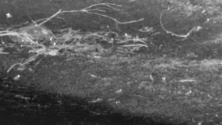 Still 2 from this detection