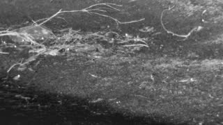 Still 1 from this detection