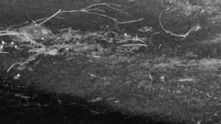 Still 3 from this detection