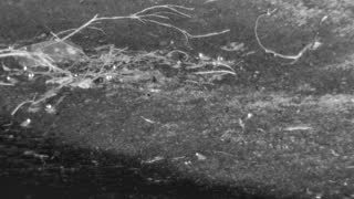 Still 1 from this detection