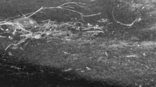 Still 1 from this detection