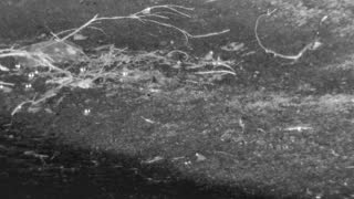 Still 3 from this detection